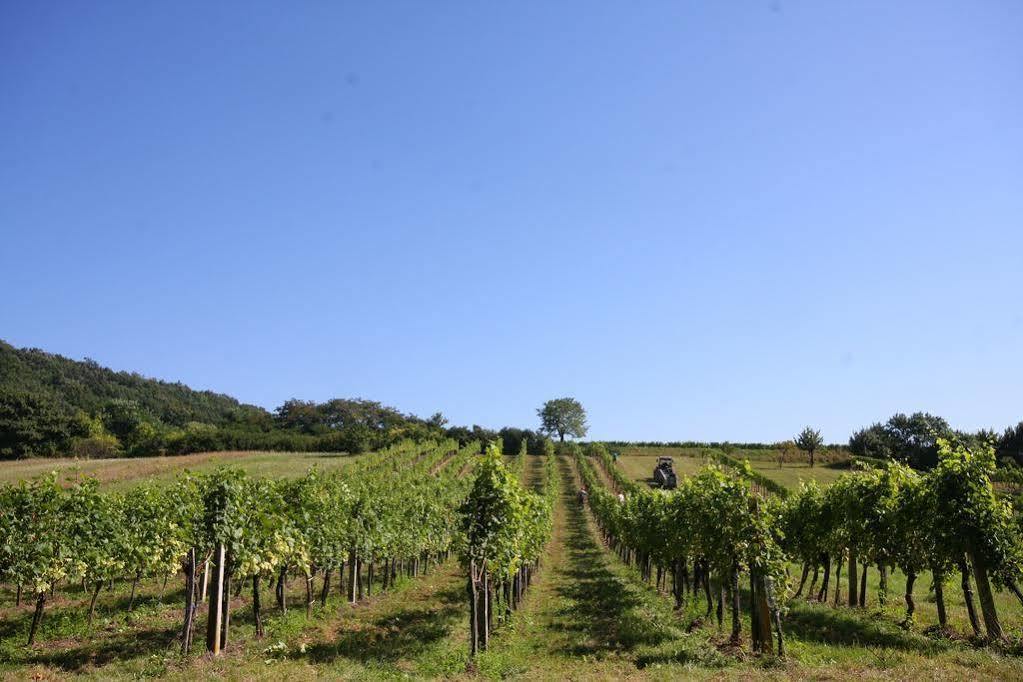 Winzerzimmer - Weingut Tinhof Eisenstadt Luaran gambar